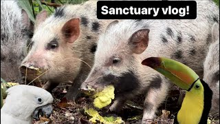 Sanctuary vlog!