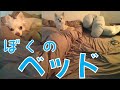 とある朝の健心丸＃1　ケンシンマルとおおきなベッド アレルガードの効果【チワワ】Big bed of chihuahua