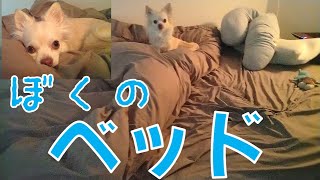 とある朝の健心丸＃1　ケンシンマルとおおきなベッド アレルガードの効果【チワワ】Big bed of chihuahua