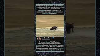 Bison Charges Grizzly Bear in Yellowstone! 🦬🐻#yellowstone #bisonvsgrizzly