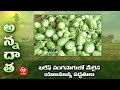 ఖరీఫ్ వంగసాగులో మేలైన యాజమాన్య పద్ధతులు | Brinjal cultivation tips | ETV Telugu