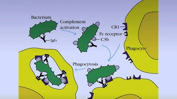 SPARK PNS COMPLEMENT SYSTEM