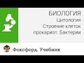 Биология. Цитология: Строение клеток прокариот. Бактерии. Центр онлайн-обучения «Фоксфорд»