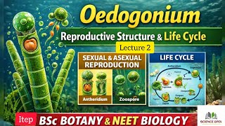 Oedogonium L-2 – Reproductive Structure &amp; Life Cycle | BSc Botany &amp; NEET|I.T.E.P
