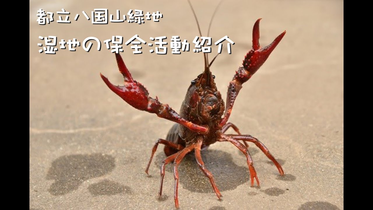 生きもの情報 狭山公園 八国山緑地 東大和公園 オフィシャルブログ ページ 2 生きもの情報 狭山公園 八国山緑地 東大和公園 オフィシャルブログ ページ 2
