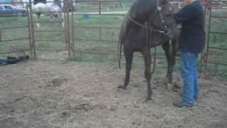 KAtey Stringhalt.flv