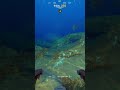 [Subnautica 2] Where To Find Necrolei #shortvideo #short #gamingvideos