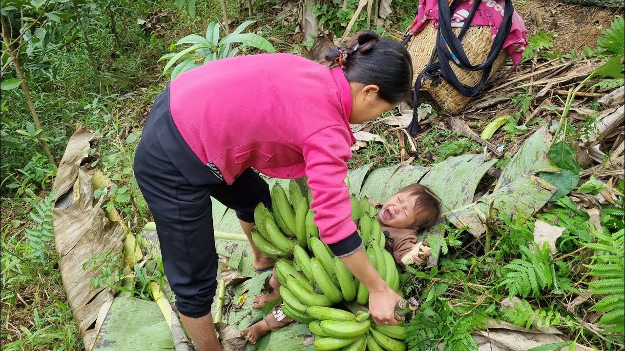 Single mother, Harvesting bananas to sell - The life of mother and ...