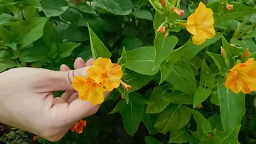 🌱Интересный способ выращивания Мирабилиса из черенка ( отростка ) 🌱