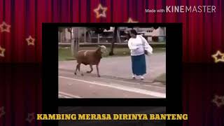Kambing Nyosor