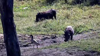 Two Warthogs Taking A Mud Bath And Grazing At Djuma Cam Live Stream