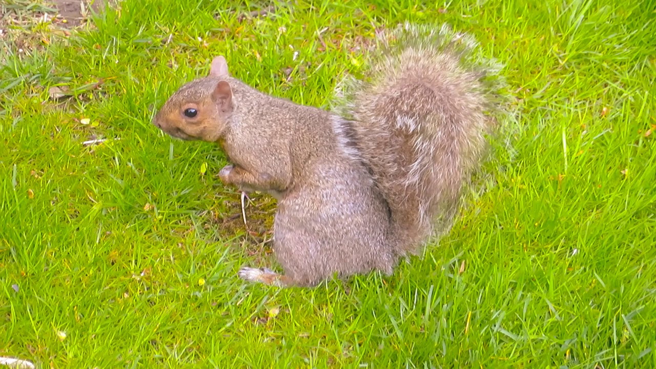 Squirrel shakes its Tail. #squirrel #squirrels #squirreltail #