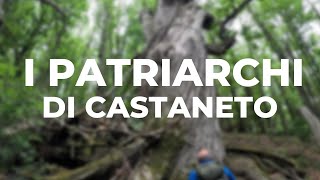 I Patriarchi di Castaneto