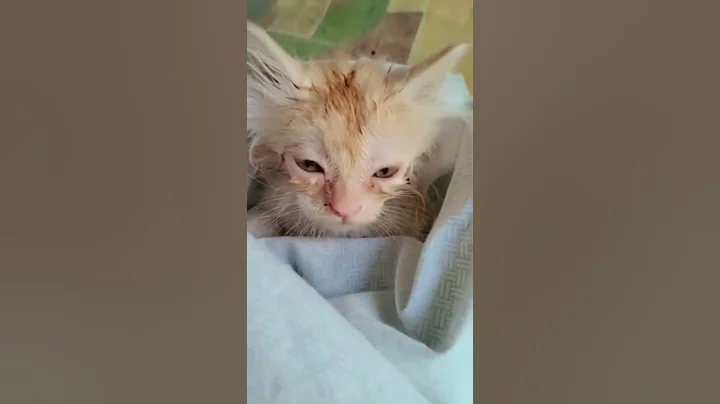 Video 4541331: animals catlover, kitten funny