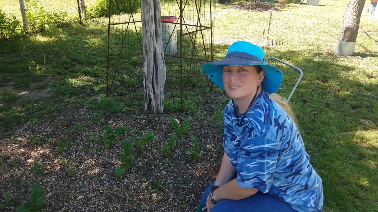 Cut and come again Spinach Harvest
