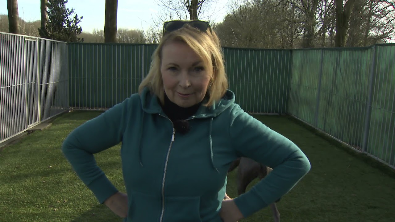 Hondenpension Het Hoge Boekel bij RTV Oost: Beestenboel