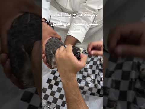 علاج ضيق التنفس عند الصقور