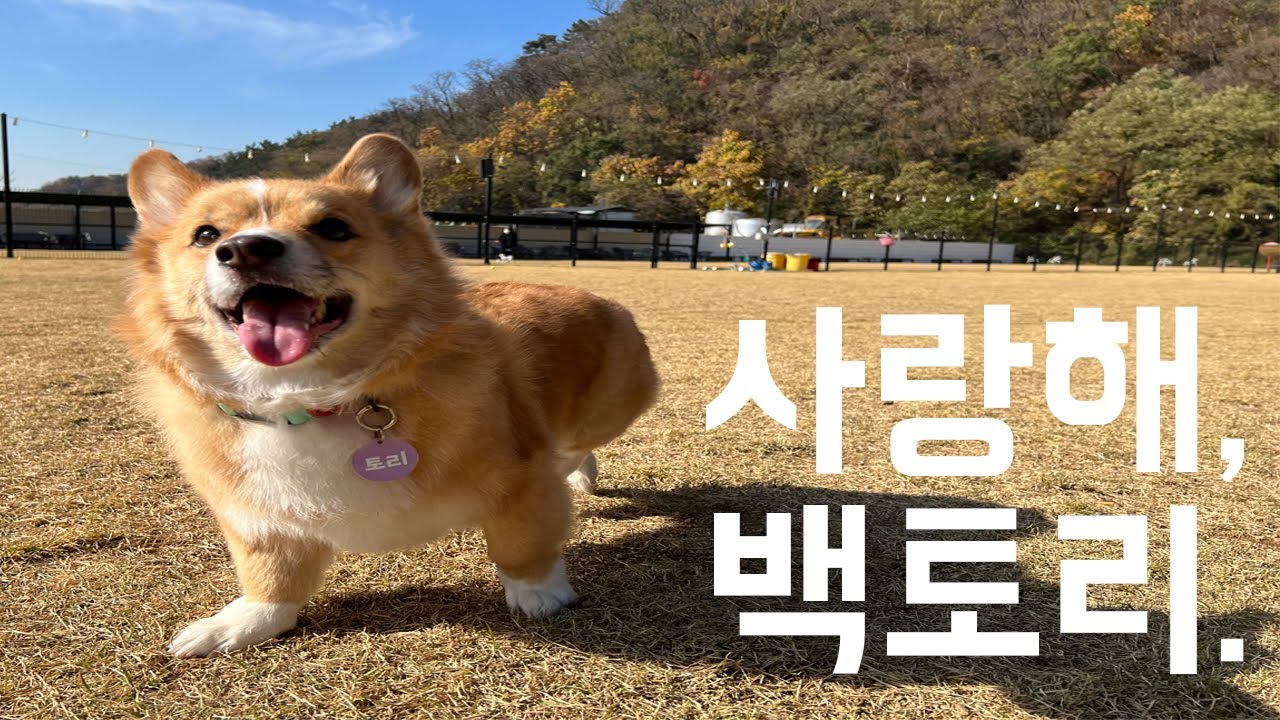 별이 된 토리. - YouTube