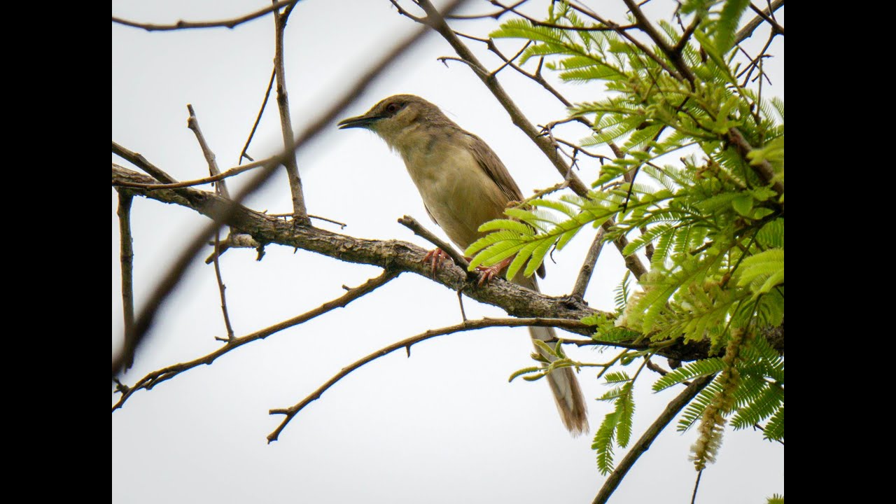 Jungle Prinia