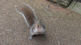 Hungry Squirrels 2