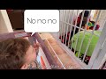Human baby reprimands monkey toby