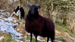 Catching big RAM and training a two yo sheepdog