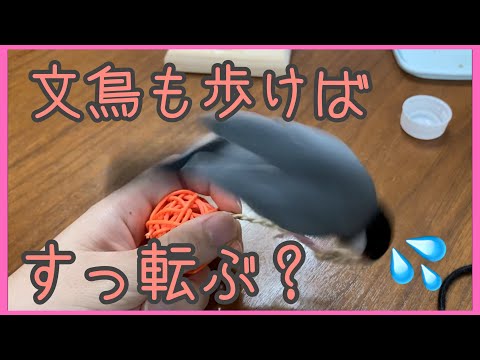 文鳥も歩けば、すっ転ぶ？🐧💦　Java sparrow java finch