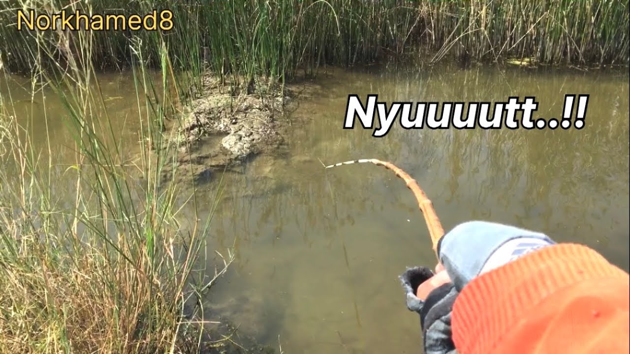 MANCING BELUT PAKAI JORAN DI TAMBAK GARAM BERAHAN