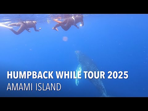 【奄美大島】ホエールスイムツアー2025