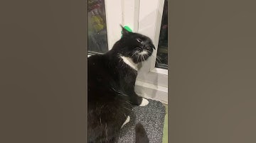 Someone is in love with their catnip 🤣 #B&M #cats #catnip