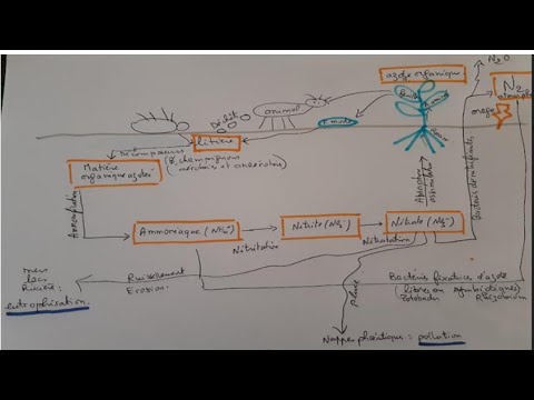 Vidéo: La Gestion Agricole Et La Sélection Des Plantes Affectent De Manière Interactive La Structure De La Communauté Microbienne De La Rhizosphère Et Le Cycle De L'azote