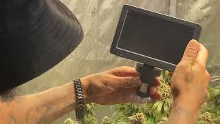 How I check to see when my plants are ready to harvest!!!@gorillagrowtent