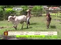 Tu vitrina ganadera- TvAgro por Juan Gonzalo Angel