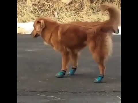 Video: Scarpe Per Cani