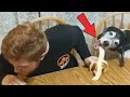 When your soulmate is not only human -  Funny  Dog and Owner