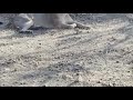 a real clip from GIR NATIONAL PARK