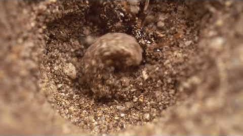 How I composed music for wormlions