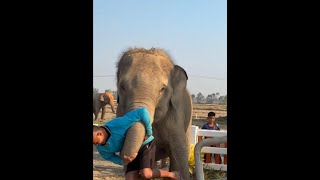 小象有力氣 #動物科普 #大象
