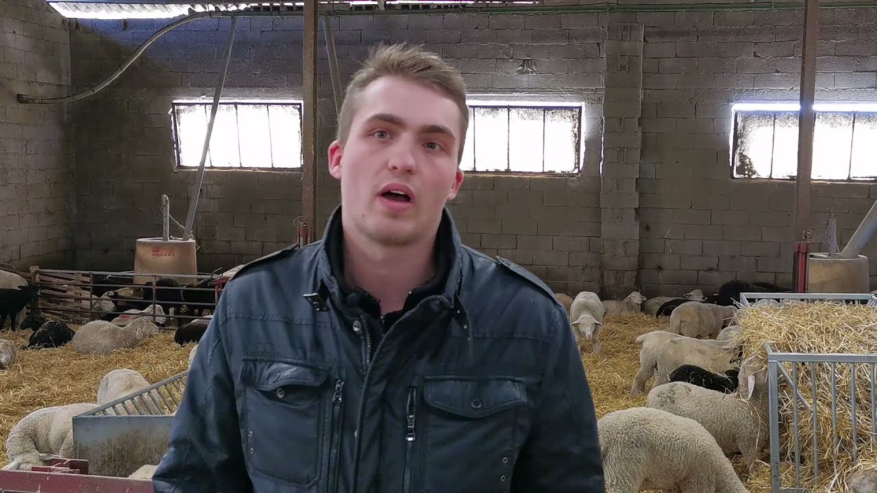 Quelle complémentarité ovins et céréales  ? Réponses d'éleveurs...