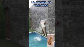 la piscina lo traiciona # #todoelmundo #entretenimiento #alegria #divercion #buenhumor #comedia