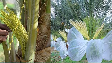 Date Palm Pollination | Easy and Effective Method | world agriculture