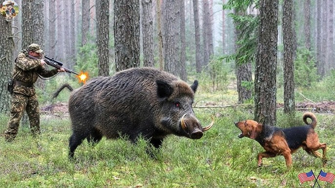 Giant Monster ! Farmers and Hunters Deal with Millions of Invasive Wild  Boars Destroying Crops