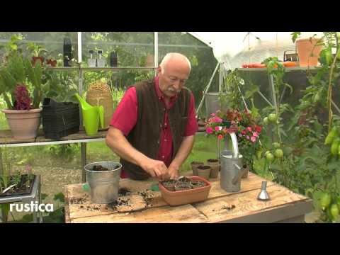 Vidéo: Gloire Du Matin (55 Photos): Planter Des Graines Et Soigner. Comment Planter Des Semis à L'extérieur Dans Le Jardin? Variétés De Fleurs Vivaces Et Annuelles, Gloire Du Matin à Flor