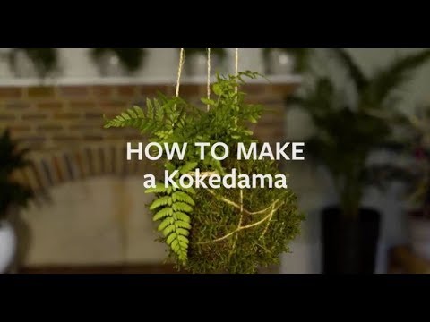 How to make a Kokedama | Grow at Home | Royal Horticultural Society