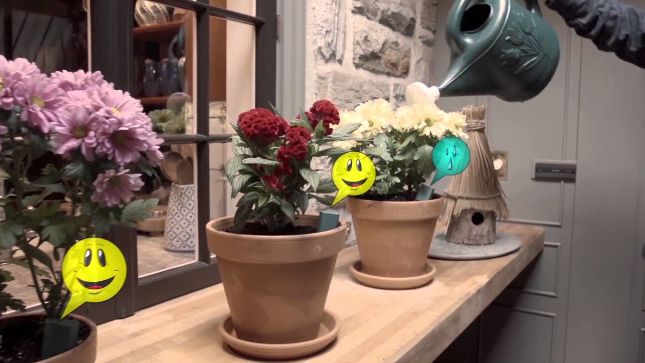 Daisy Sensor and App make caring for your plants fun!