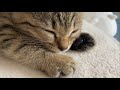自分の肉球を枕にして眠る仔猫