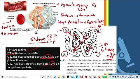 Onde a hemoglobina é sintetizada?
