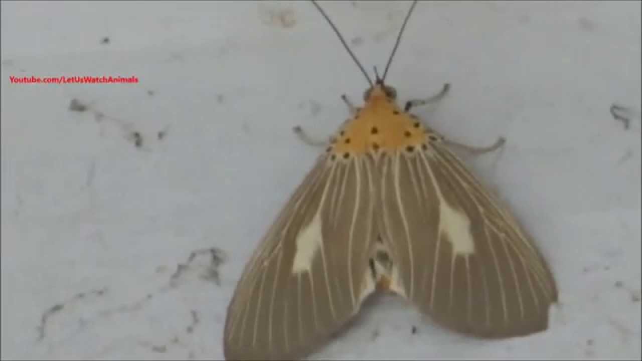 camera iphone 8 plus apk Moth - Asota Caricae