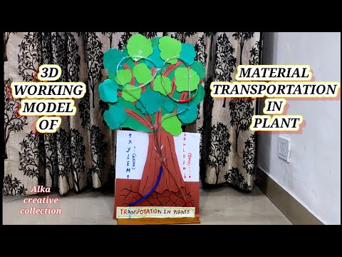 Working Model Of Transportation In Plant /work science model #scienceproject #diy #scinceexperiment