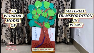 Working Model Of Transportation In Plant /work science model #scienceproject #diy #scinceexperiment